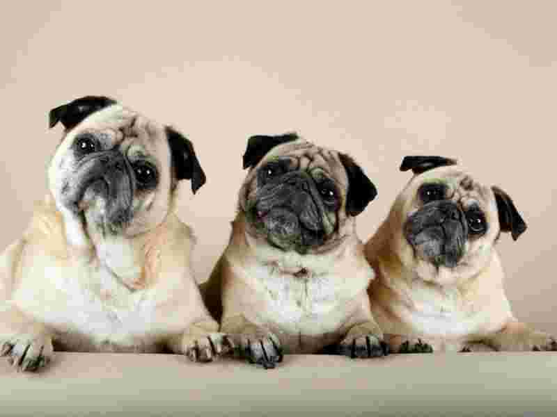 The nine things all pug dog owners know to be true.